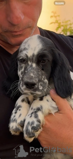 Photo №1. english setter - for sale in the city of Belgrade | 951$ | Announcement № 106341