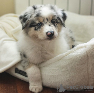 Photo №1. australian shepherd - for sale in the city of Reykjavík | negotiated | Announcement № 123118