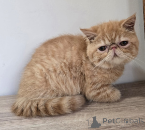 Photo №1. exotic shorthair - for sale in the city of Brussels | 516$ | Announcement № 161617