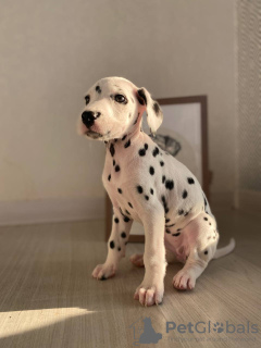 Photo №1. dalmatian dog - for sale in the city of London | 399$ | Announcement № 28302