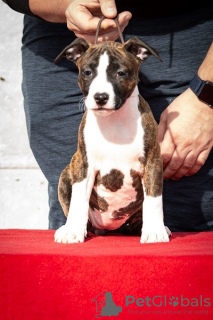 Additional photos: American Staffordshire Terrier puppies of international origin