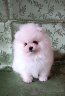 Photo №1. pomeranian - for sale in the city of Minsk | 423$ | Announcement № 87115