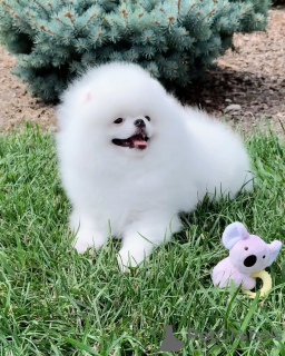 Photo №2 to announcement № 133891 for the sale of pomeranian - buy in Netherlands private announcement