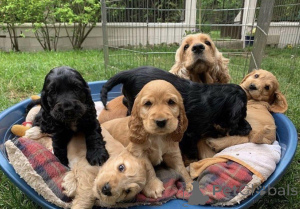 Photo №1. english cocker spaniel - for sale in the city of Warsaw | negotiated | Announcement № 163007