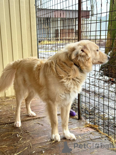 Photo №4. I will sell non-pedigree dogs in the city of Voronezh.  - price - Is free