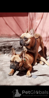 Photo №1. french bulldog - for sale in the city of Dnipro | negotiated | Announcement № 8693