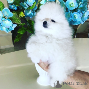 Photo №4. I will sell pomeranian in the city of Munich. private announcement - price - 374$
