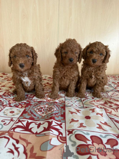 Photo №1. poodle (toy) - for sale in the city of Detmold | 568$ | Announcement № 160410