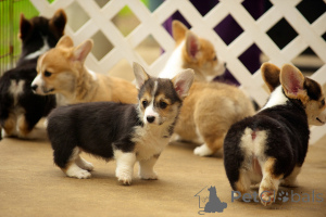 Photo №3. Welsh Corgi Pembroke Puppies.. Denmark
