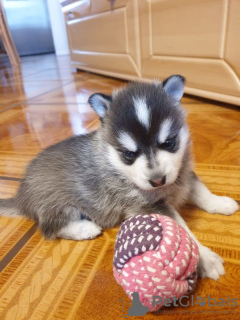 Photo №2 to announcement № 75802 for the sale of alaskan malamute - buy in Lithuania private announcement, breeder