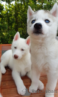 Photo №1. siberian husky - for sale in the city of Hannover | 317$ | Announcement № 81673