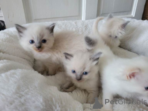 Photo №1. ragdoll - for sale in the city of Antwerp | Is free | Announcement № 167810