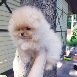 Photo №1. pomeranian - for sale in the city of St. Petersburg | 1289$ | Announcement № 3331