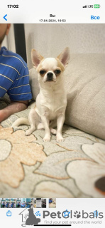 Photo №2 to announcement № 105060 for the sale of chihuahua - buy in Germany private announcement