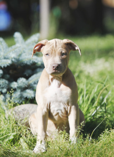 Photo №2 to announcement № 2859 for the sale of american pit bull terrier - buy in Russian Federation from nursery, breeder