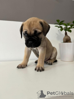 Photo №3. Bullmastiff puppies. Croatia