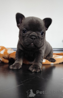 Photo №3. Französische Welpen . Germany