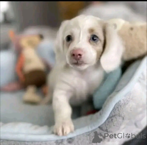 Photo №3. Available dachshund puppies for sale contact whatsapp business 447450021323. Finland