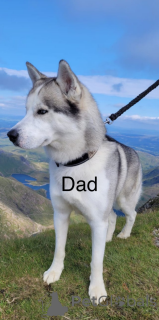 Photo №3. Husky Puppies. Andorra