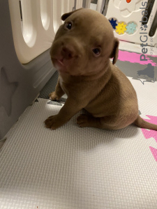 Additional photos: American Bully Pocket puppies