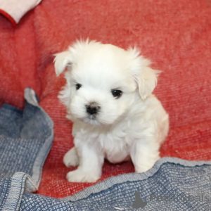Photo №3. Cute adorable Maltese puppies for sale contact whatsapp business 447450021323. Finland