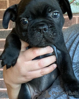 Photo №1. french bulldog - for sale in the city of Bremen | 380$ | Announcement № 128694