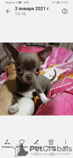 Photo №2 to announcement № 8701 for the sale of chihuahua - buy in Russian Federation private announcement