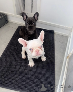 Photo №1. french bulldog - for sale in the city of Munich | negotiated | Announcement № 168960