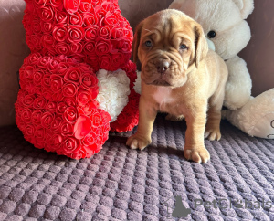 Photo №2 to announcement № 75426 for the sale of dogue de bordeaux - buy in Russian Federation breeder