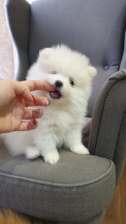 Additional photos: Spitz Puppies