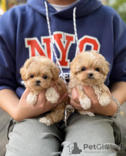 Photo №1. maltipu - for sale in the city of Tampa | 500$ | Announcement № 131507