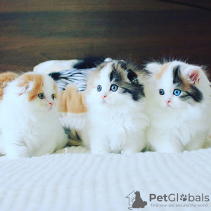 Photo №2 to announcement № 118750 for the sale of scottish fold - buy in Germany 