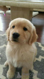 Photo №4. I will sell golden retriever in the city of Texas City. private announcement - price - Is free