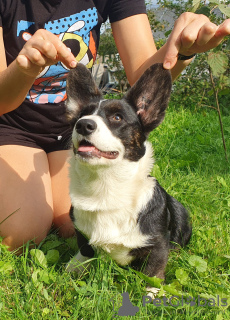 Photo №4. I will sell welsh corgi in the city of St. Petersburg. private announcement, from nursery - price - negotiated