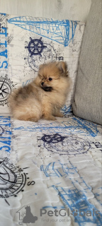 Photo №4. I will sell pomeranian in the city of Minsk. private announcement - price - 528$