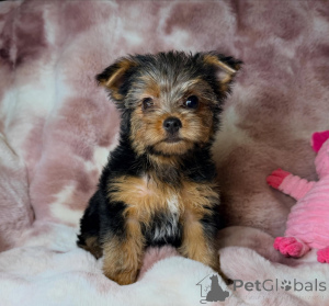 Photo №1. yorkshire terrier - for sale in the city of Bernburg | negotiated | Announcement № 172896