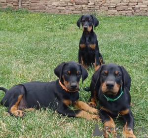 Photo №1. dobermann - for sale in the city of Bucharest | negotiated | Announcement № 175610