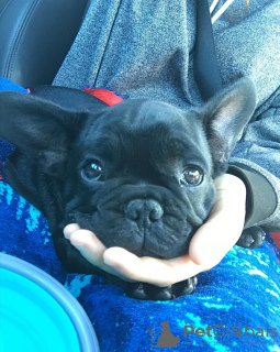 Additional photos: French bulldog puppies for sale)