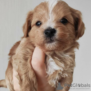 Photo №1. maltese dog, maltipu - for sale in the city of Minsk | negotiated | Announcement № 9511