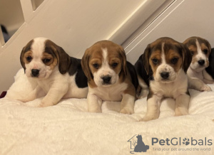 Photo №2 to announcement № 130889 for the sale of beagle - buy in Germany private announcement