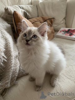 Photo №2 to announcement № 162966 for the sale of ragdoll - buy in France breeder
