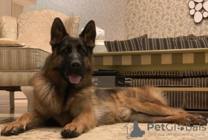 Photo №2 to announcement № 17871 for the sale of german shepherd - buy in Ukraine private announcement, from nursery, breeder