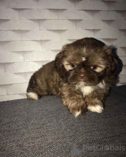 Photo №1. shih tzu - for sale in the city of Livingston | 530$ | Announcement № 30135