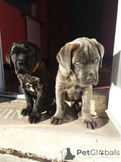 Photo №1. cane corso - for sale in the city of Frankfurt | negotiated | Announcement № 161085