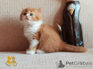 Photo №2 to announcement № 8528 for the sale of british longhair - buy in Russian Federation from nursery, breeder