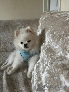 Photo №2 to announcement № 126757 for the sale of pomeranian - buy in France 