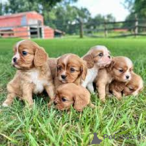 Photo №1. cavalier king charles spaniel - for sale in the city of Paris | 723$ | Announcement № 164754