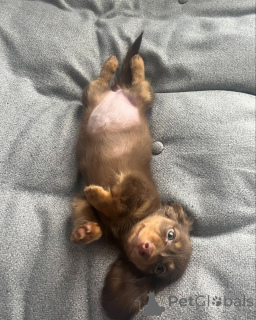 Photo №1. dachshund - for sale in the city of Frankfurt | negotiated | Announcement № 174972