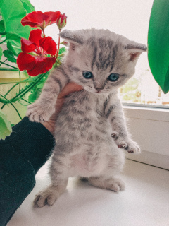 Photo №1. british shorthair - for sale in the city of Tula | 68$ | Announcement № 6506