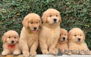 Photo №2 to announcement № 143526 for the sale of golden retriever - buy in Germany breeder